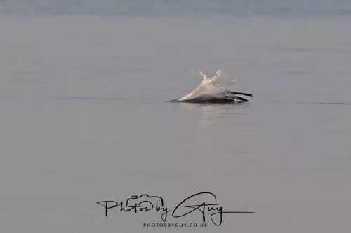 22 September 2025 - Arran, Scotland -Gannet entering the water