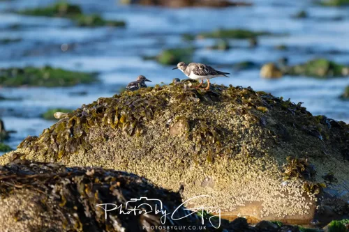22 September 2025 - Arran, Scotland -Turnstones