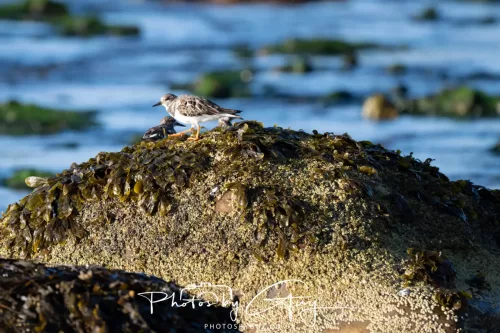22 September 2025 - Arran, Scotland -Turnstones