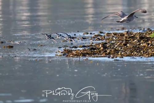 22 September 2025 - Arran, Scotland -Turnstones