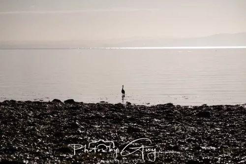 22 September 2025 - Arran, Scotland -Grey Heron