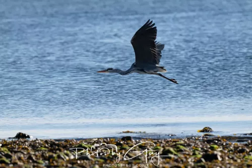 22 September 2025 - Arran, Scotland -Grey Heron