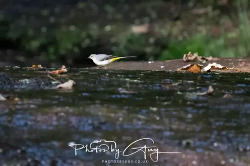 22 September 2025 - Arran, Scotland -Grey Wagtail