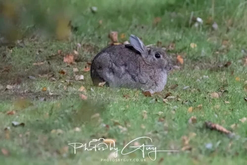 22 September 2025 - Arran, Scotland -Rabbit