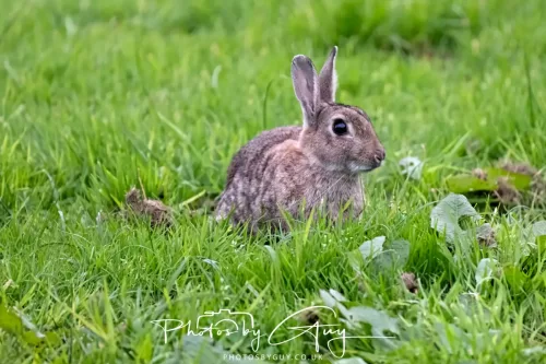 22 September 2025 - Arran, Scotland -Rabbit