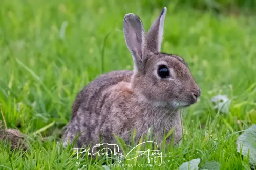 22 September 2025 - Arran, Scotland -Rabbit