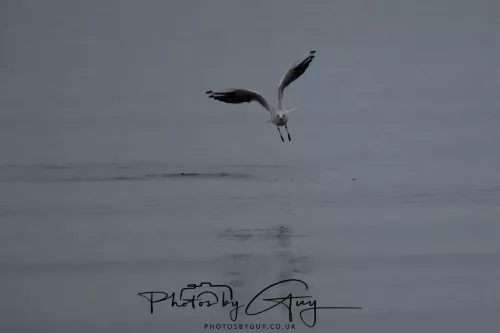 23 September 2025 : Isle of Arran, Scotland- Black Headed Gull