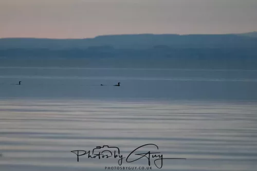 23 September 2025 : Isle of Arran, Scotland-Great Northern Diver in the distance