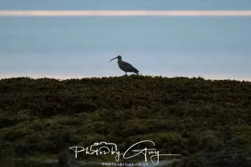23 September 2025 : Isle of Arran, Scotland- Curlew