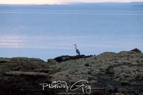 23 September 2025 : Isle of Arran, Scotland- Grey Heron
