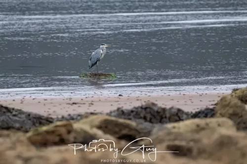 23 September 2025 : Isle of Arran, Scotland- Grey Heron