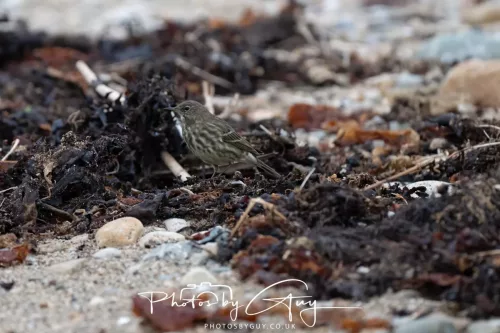 23 September 2025 : Isle of Arran, Scotland- Rock Pipit