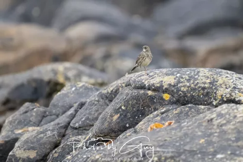 23 September 2025 : Isle of Arran, Scotland- Rock Pipit