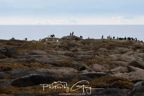 23 September 2025 : Isle of Arran, Scotland- Shags and Cormorants