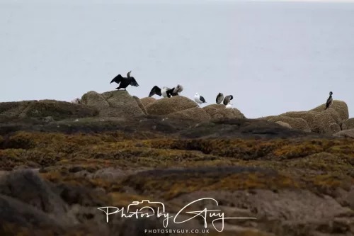 23 September 2025 : Isle of Arran, Scotland- Shags and Cormorants