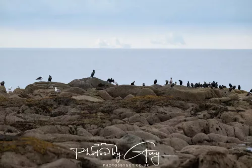 23 September 2025 : Isle of Arran, Scotland- Shags and Cormorants