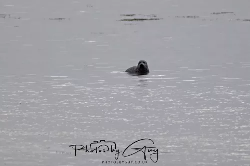 23 September 2025 : Isle of Arran, Scotland- Harbour Seal