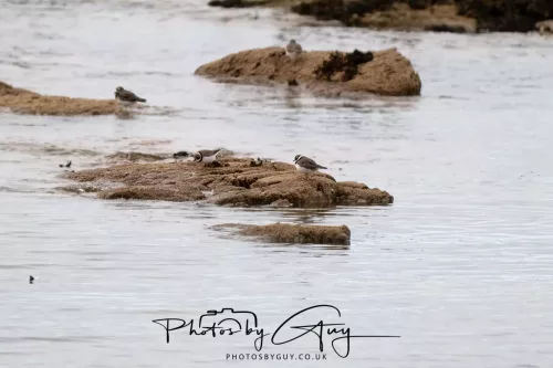 23 September 2025 : Isle of Arran, Scotland- Ringed Plover