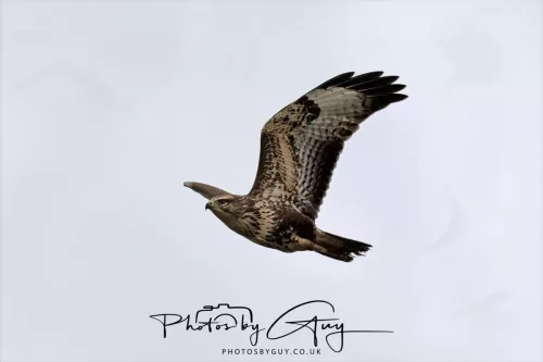 23 September 2025 : Isle of Arran, Scotland- Buzzard