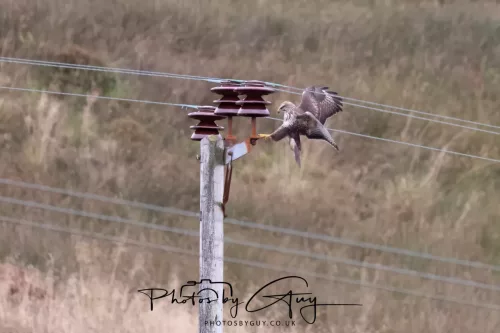 23 September 2025 : Isle of Arran, Scotland- Buzzard