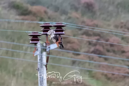 23 September 2025 : Isle of Arran, Scotland- Buzzard