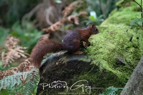 23 September 2025 : Isle of Arran, Scotland- Red Squirrel Brodick Castle