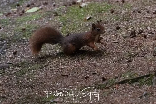 23 September 2025 : Isle of Arran, Scotland- Red Squirrel Brodick Castle