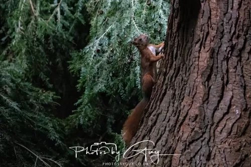 23 September 2025 : Isle of Arran, Scotland- Red Squirrel Brodick Castle