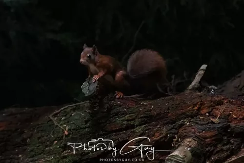 23 September 2025 : Isle of Arran, Scotland- Red Squirrel Brodick Castle