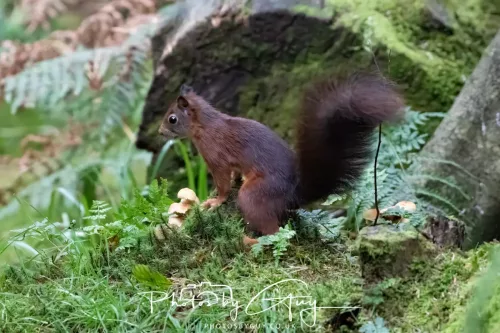23 September 2025 : Isle of Arran, Scotland- Red Squirrel Brodick Castle