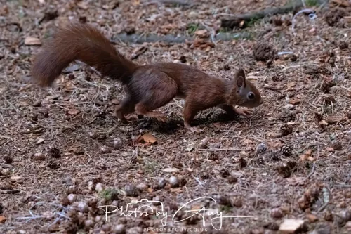 23 September 2025 : Isle of Arran, Scotland- Red Squirrel Brodick Castle