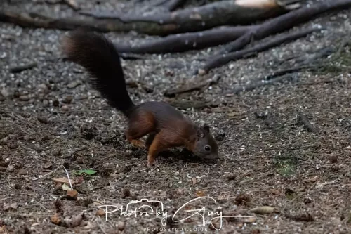 23 September 2025 : Isle of Arran, Scotland- Red Squirrel Brodick Castle