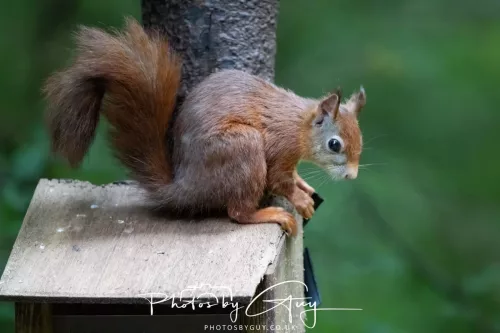 23 September 2025 : Isle of Arran, Scotland- Red Squirrel Brodick Castle