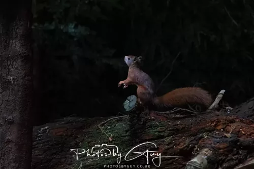 23 September 2025 : Isle of Arran, Scotland- Red Squirrel Brodick Castle