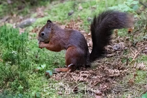 23 September 2025 : Isle of Arran, Scotland- Red Squirrel Brodick Castle