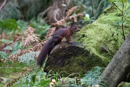 23 September 2025 : Isle of Arran, Scotland- Red Squirrel Brodick Castle