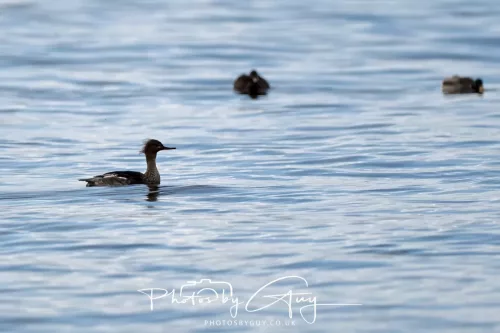 24 September 2025 : Arran, Scotland, Lochranzer and Kingscross -Great Northern Diver