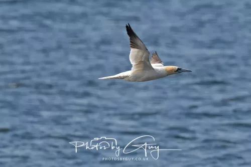 24 September 2025 : Arran, Scotland, Lochranzer and Kingscross - Gannet