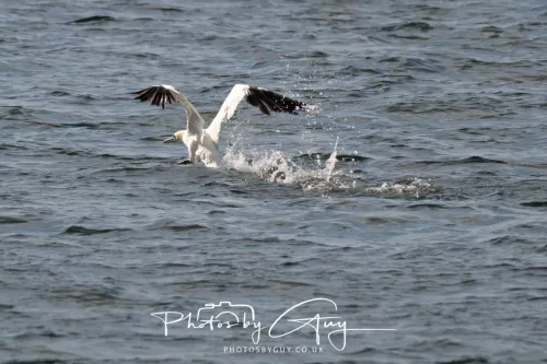 24 September 2025 : Arran, Scotland, Lochranzer and Kingscross - Gannet