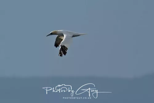 24 September 2025 : Arran, Scotland, Lochranzer and Kingscross - Gannet