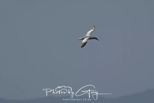 24 September 2025 : Arran, Scotland, Lochranzer and Kingscross - Gannet