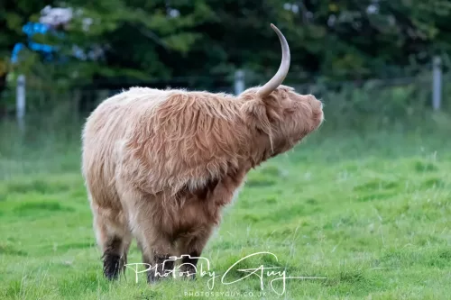 24 September 2025 : Arran, Scotland, Lochranzer and Kingscross - Highland Cow