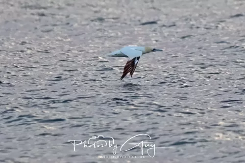 25 September 2025- Arran, Scotland - Gannet