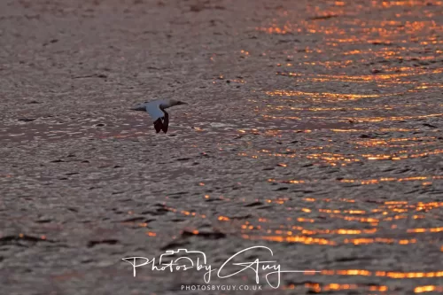 25 September 2025- Arran, Scotland - Gannet