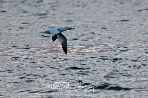 25 September 2025- Arran, Scotland - Gannet