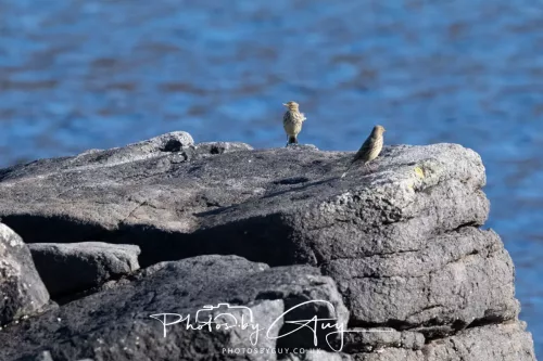 25 September 2025- Arran, Scotland - Rock Pipit