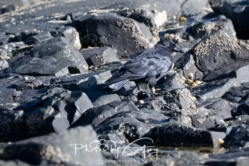 25 September 2025- Arran, Scotland - Jackdaw