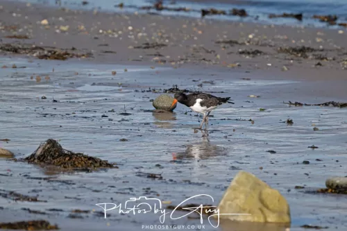 25 September 2025- Arran, Scotland - Oyster Catcher