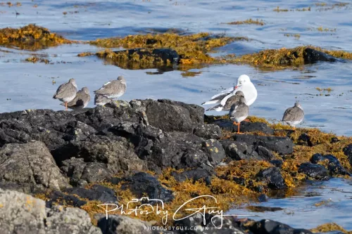 25 September 2025- Arran, Scotland - Redshank