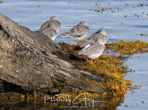 25 September 2025- Arran, Scotland - Redshank